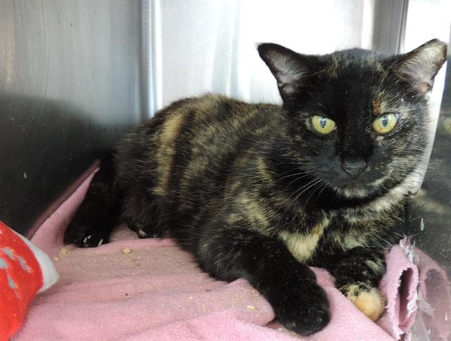 Sprinkles - Domestic Medium Hair