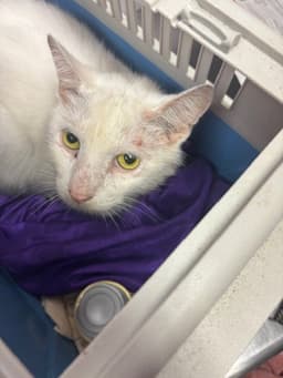 Casper image 1