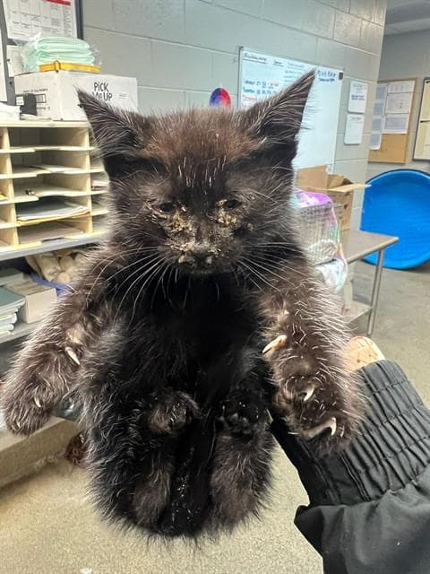 Nyx - Domestic Short Hair