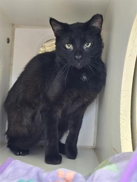 Blueberry - Domestic Short Hair