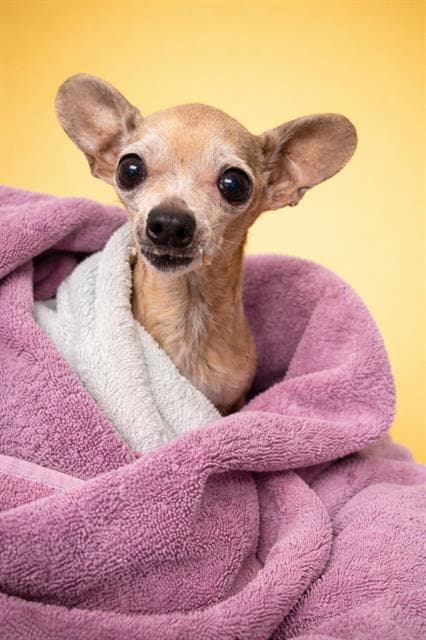 Chiqui - Chihuahua