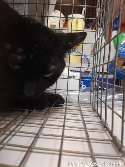 Frank - Domestic Short Hair