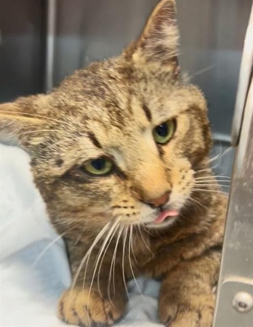 Johnny Ringo - Domestic Short Hair