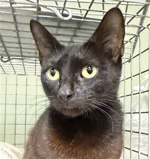 Beauty - Domestic Short Hair