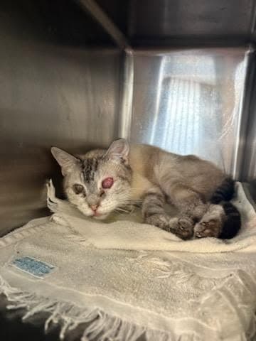 Stormy - Domestic Short Hair