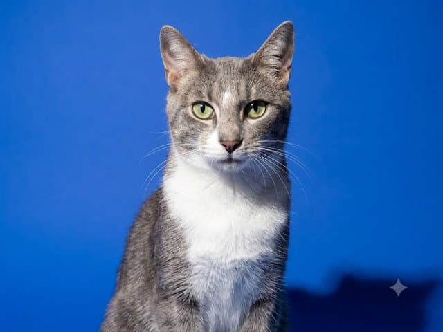 Sweetboy - Domestic Short Hair