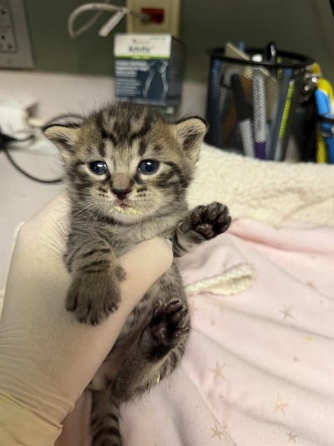 Enzo - Domestic Short Hair