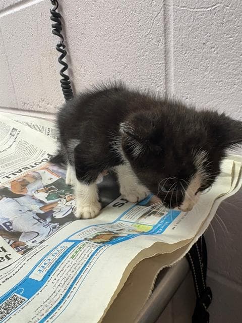 Katricia - Domestic Short Hair