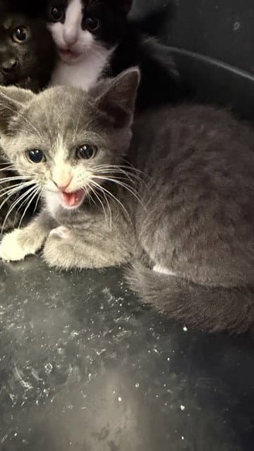 Piper - Domestic Medium Hair