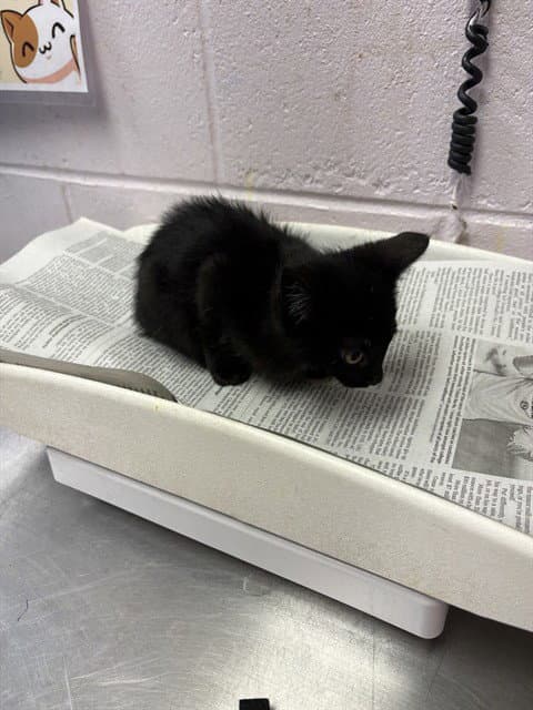 Victor - Domestic Short Hair