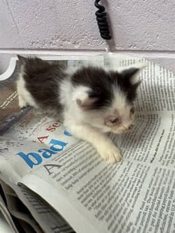 Timmy image 1