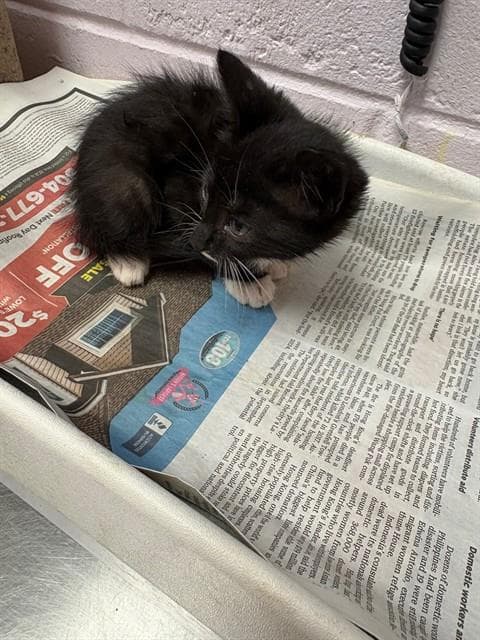 Ferbert - Domestic Short Hair