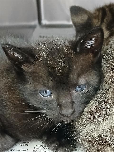 Habanero - Domestic Short Hair
