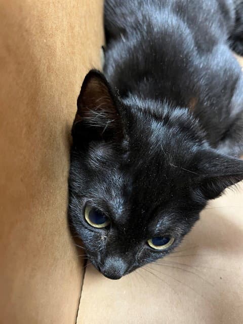 Jack - Domestic Short Hair
