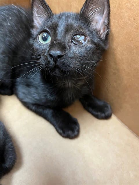 Ozzy - Domestic Short Hair