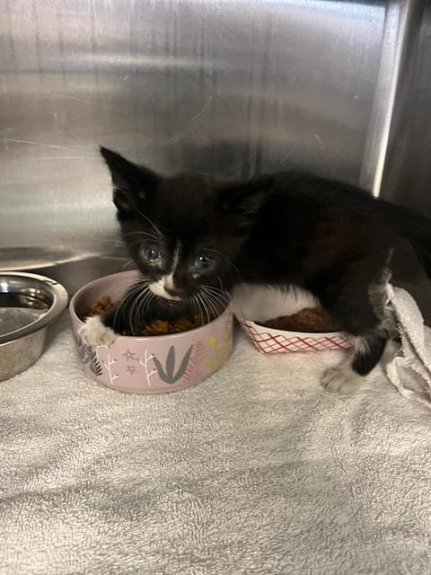 Orpheus - Domestic Short Hair
