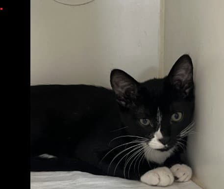 Orpheus - Domestic Short Hair