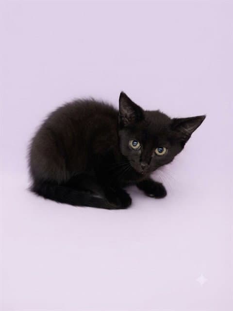 Robin - Domestic Short Hair