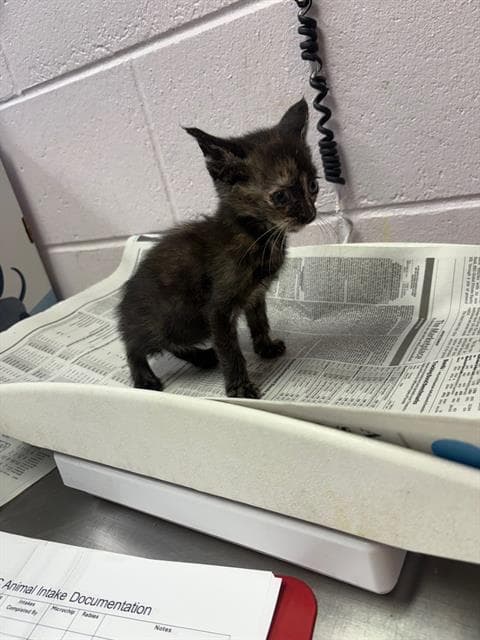 Furipa - Domestic Short Hair