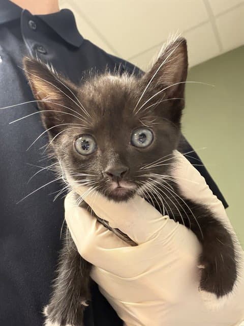 John Deer - Domestic Short Hair