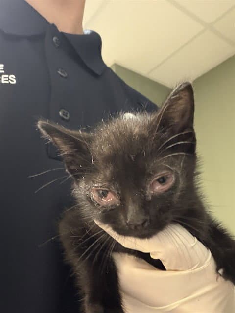Little Suzi - Domestic Short Hair