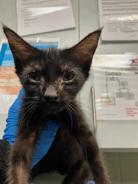 Trevor - Domestic Short Hair