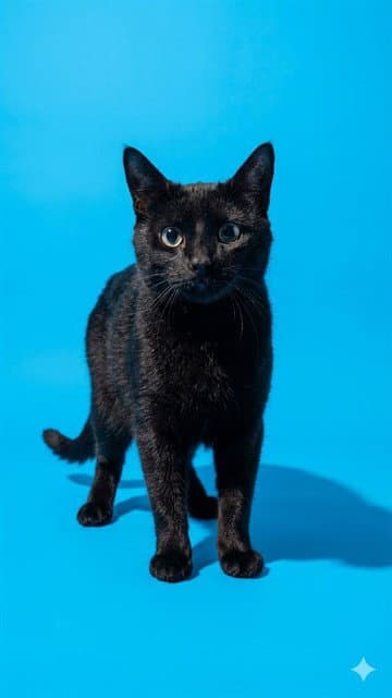 Midnight - Domestic Medium Hair