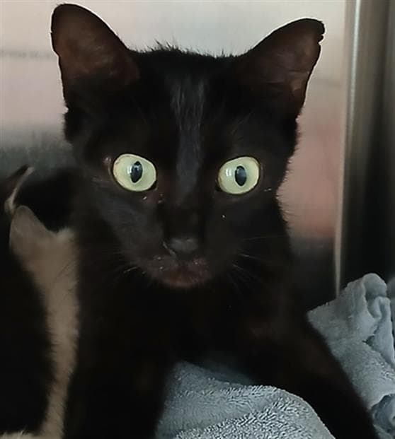 Darling - Domestic Short Hair