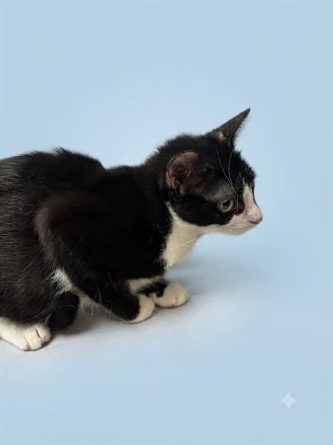 Arie - Domestic Short Hair