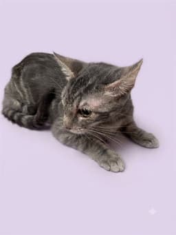 Annie image 1