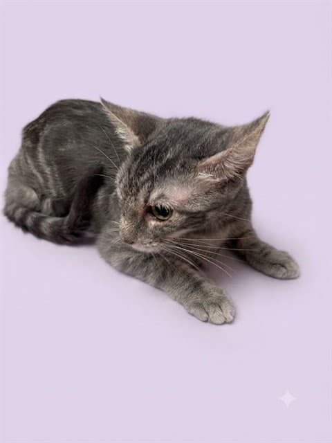 Annie - Domestic Short Hair