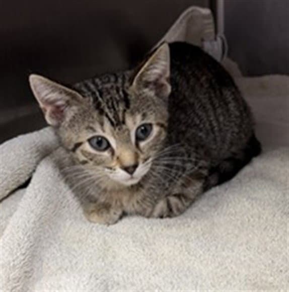 Snickers - Domestic Short Hair