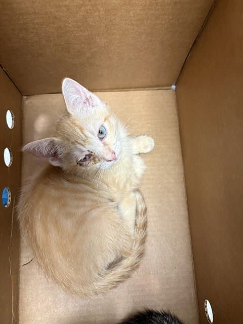Frank - Domestic Short Hair