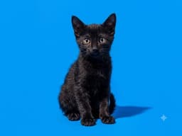 Pixie image 1