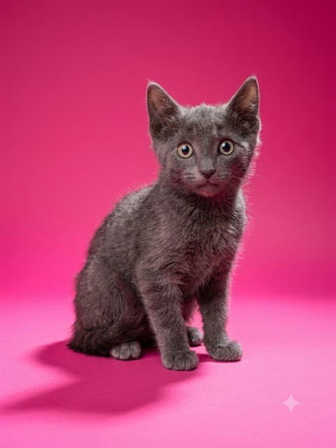 Roy - Domestic Short Hair