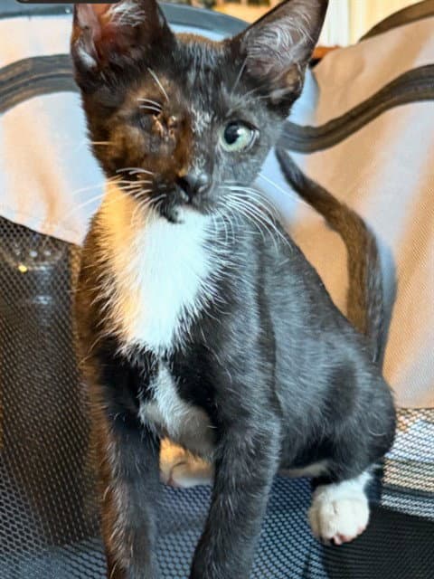 Martin - Domestic Short Hair