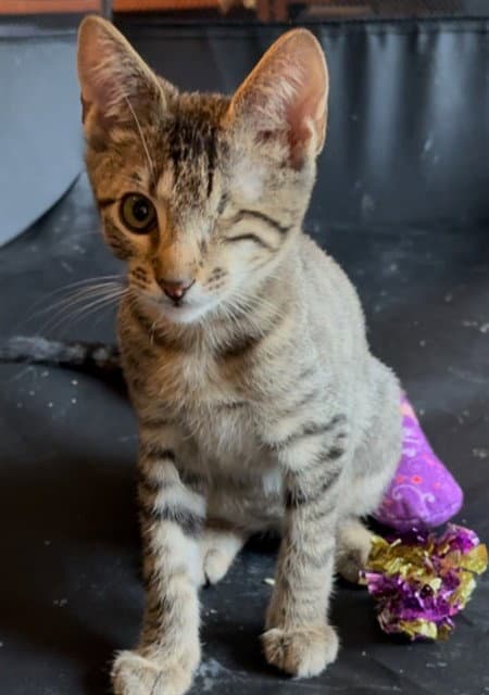 Melvin - Domestic Short Hair
