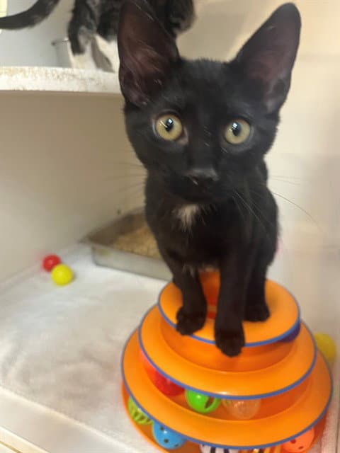 Gunhild - Domestic Short Hair
