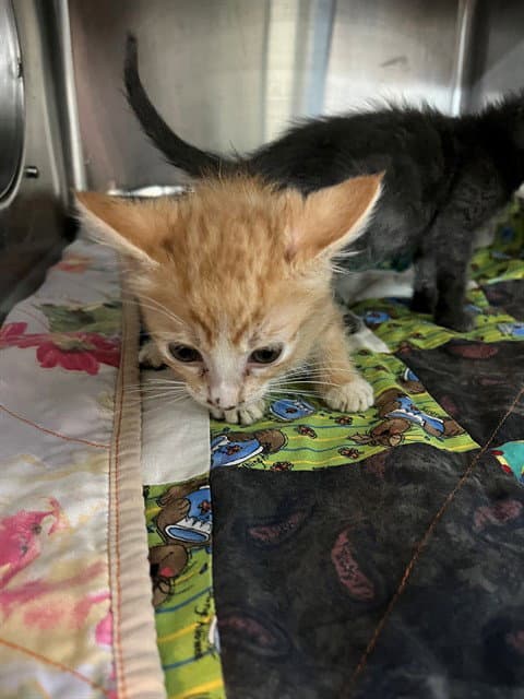 Sprout - Domestic Medium Hair