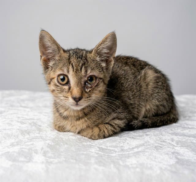 Tokyo - Domestic Short Hair