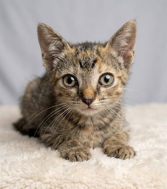 Brasilia - Domestic Short Hair