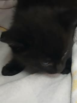 Mochi image 1