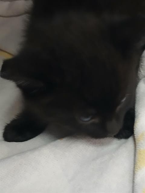 Mochi - Domestic Medium Hair