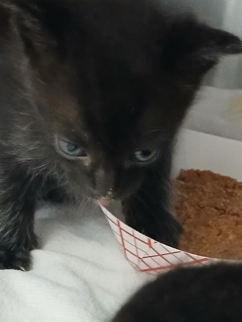 Sashimi - Domestic Medium Hair