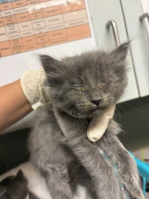 Nettle - Domestic Short Hair