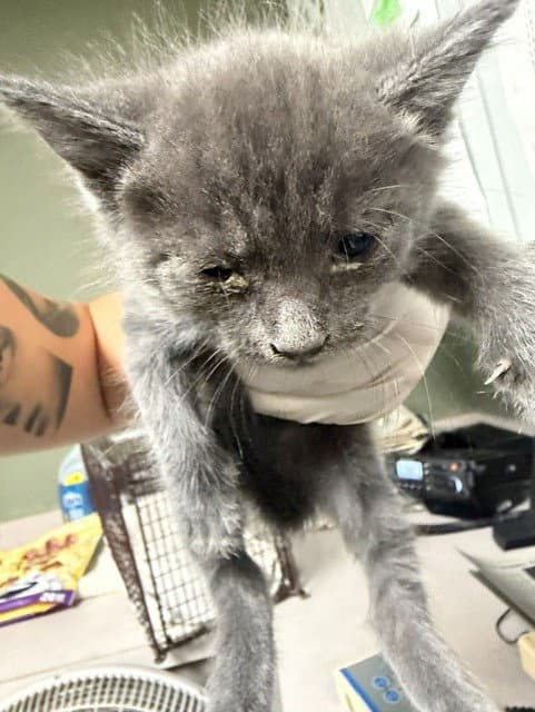 Meadow - Domestic Short Hair