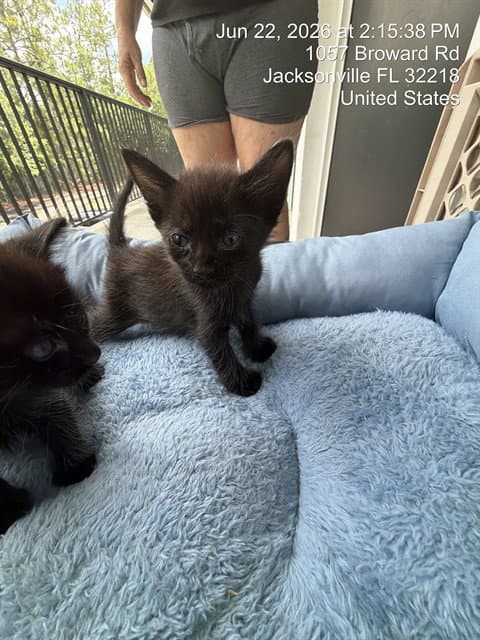 Tink - Domestic Short Hair