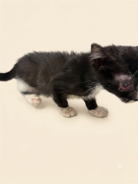Jacquelin - Domestic Short Hair