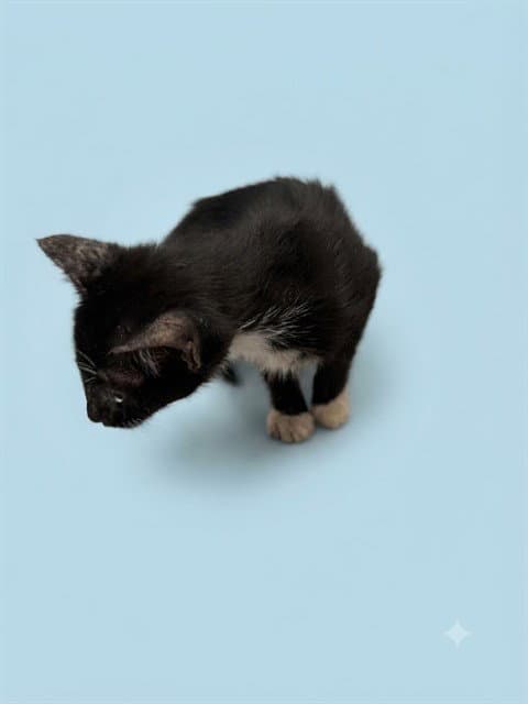 Julien - Domestic Short Hair