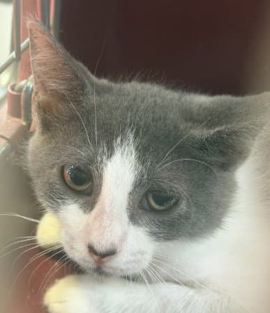 Atlas - Domestic Medium Hair